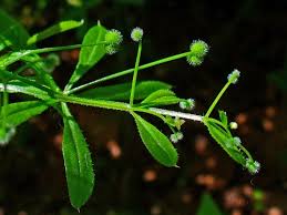 Attēlu rezultāti vaicājumam “Galium aparine leaf”