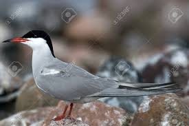 Attēlu rezultāti vaicājumam “Sterna hirundo adult”