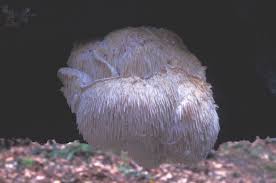 Attēlu rezultāti vaicājumam “Hericium cirrhatum”