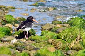 Attēlu rezultāti vaicājumam “Haematopus ostralegus”