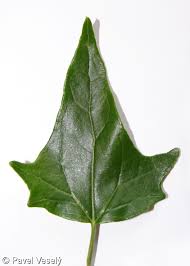 Attēlu rezultāti vaicājumam “Atriplex calotheca leaf”