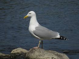 Attēlu rezultāti vaicājumam “Larus argentatus”