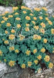Attēlu rezultāti vaicājumam “Rhodiola rosea”