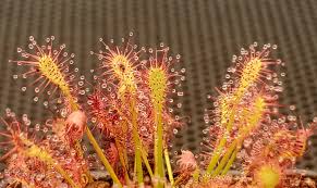Attēlu rezultāti vaicājumam “Drosera intermedia”