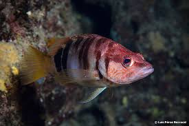 Image result for Serranus scriba
