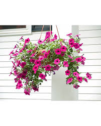 Image result for Petunia