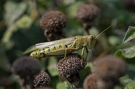 Attēlu rezultāti vaicājumam “Orthoptera”