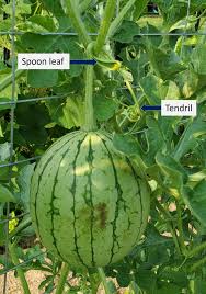 Attēlu rezultāti vaicājumam “Citrullus lanatus leaf”