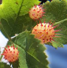 Attēlu rezultāti vaicājumam “gall”