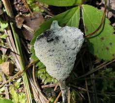 Attēlu rezultāti vaicājumam “Didymium spongiosum spores”