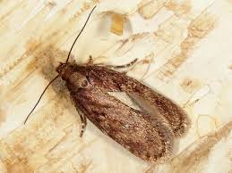 Attēlu rezultāti vaicājumam “Depressaria olerella”