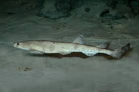 Image result for Scyliorhinus canicula