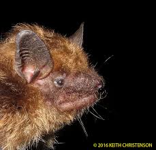 Attēlu rezultāti vaicājumam “Eptesicus nilssonii”