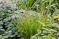Attēlu rezultāti vaicājumam “Melica nutans flower”