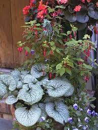 Image result for Brunnera `Jack Frost`