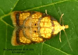 Attēlu rezultāti vaicājumam “Acleris bergmanniana”