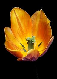 Attēlu rezultāti vaicājumam “Tulipa gesneriana flower”