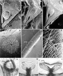 Attēlu rezultāti vaicājumam “Alloeotomus sp.”
