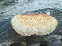 Attēlu rezultāti vaicājumam “Coriolopsis trogii”