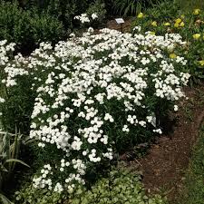 Image result for Achillea Ptarmica