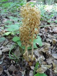 Attēlu rezultāti vaicājumam “Neottia nidus-avis”