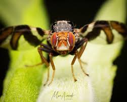 Attēlu rezultāti vaicājumam “Fuligo licentii macro”