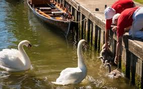 Image result for Sussex Swans