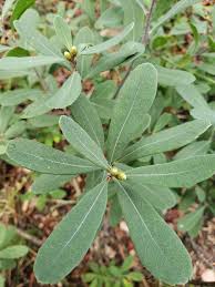 Attēlu rezultāti vaicājumam “Myrica gale”