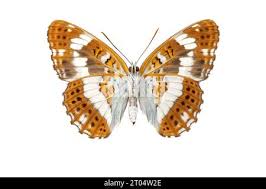 Attēlu rezultāti vaicājumam “Limenitis camilla underside”