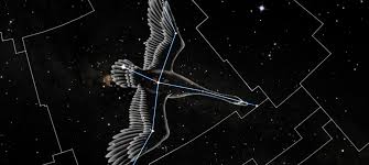 Image result for Cygnus cygnus