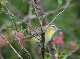 Image result for Vireo philadelphicus