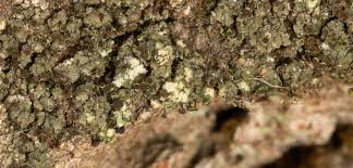 Attēlu rezultāti vaicājumam “Chaenotheca phaeocephala”