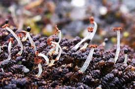 Attēlu rezultāti vaicājumam “Cladopodiella francisci macro”