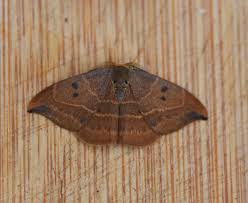 Attēlu rezultāti vaicājumam “Watsonalla binaria”