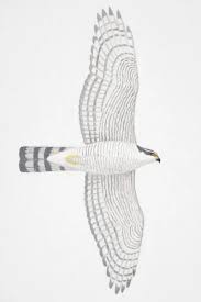 Attēlu rezultāti vaicājumam “Accipiter nisus female”