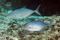 Image result for Caranx ruber