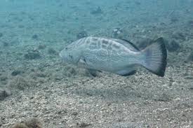 Image result for Mycteroperca bonaci