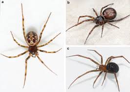 Attēlu rezultāti vaicājumam “Theridiidae”