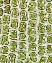 Attēlu rezultāti vaicājumam “Grimmia muehlenbeckii”