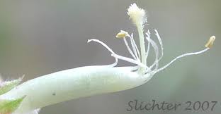 Attēlu rezultāti vaicājumam “Vicia sylvatica bud”