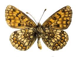 Attēlu rezultāti vaicājumam “Argynnis adippe”