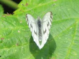 Attēlu rezultāti vaicājumam “Pieris brassicae female”