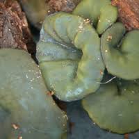 Attēlu rezultāti vaicājumam “Chlorencoelia versiformis”