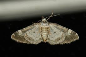 Attēlu rezultāti vaicājumam “Perizoma alchemilla”