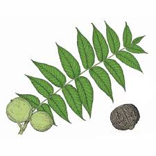 Attēlu rezultāti vaicājumam “Juglans nigra”