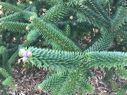 Attēlu rezultāti vaicājumam “Abies”