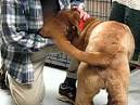 Chesapeake Bay Retriever mix is dog of the week available for ...