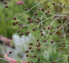 Attēlu rezultāti vaicājumam “Eryngium planum fruit”