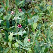 Attēlu rezultāti vaicājumam “Comarum palustre leaf”