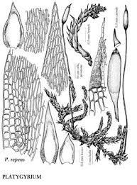 Attēlu rezultāti vaicājumam “Platygyrium repens”